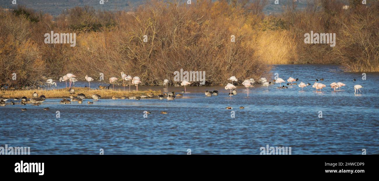 Flamingos spotted at Aiguamolls d'Emporda, Catalonia Stock Photo