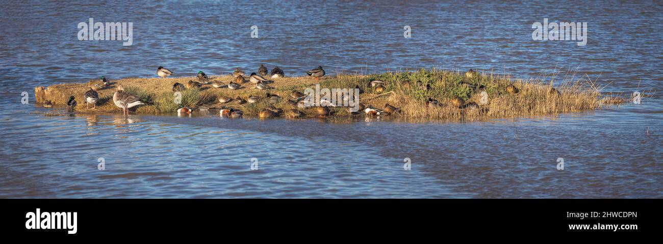 Wetland with Ducks at Aiguamolls d'Emporda, Catalonia Stock Photo