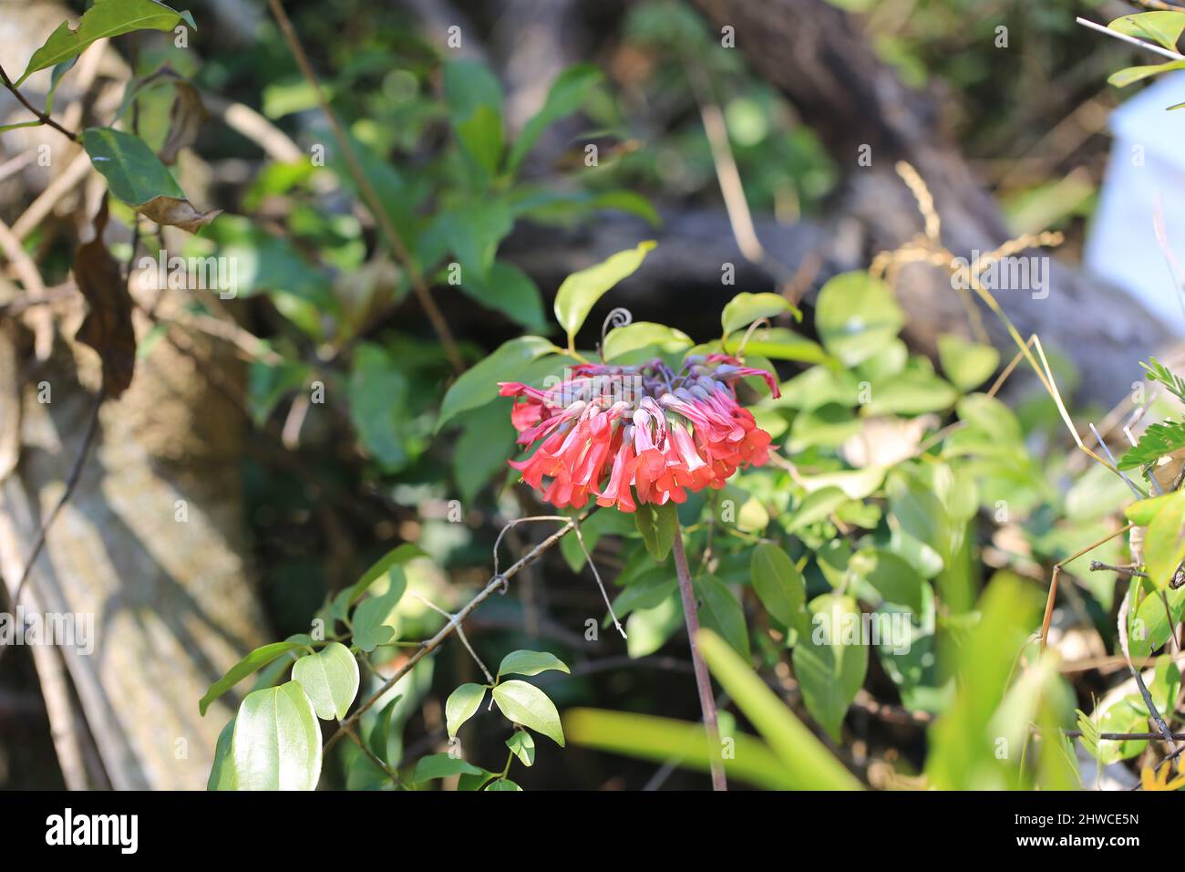 red flower on kalanchoe tubiflora Stock Photo