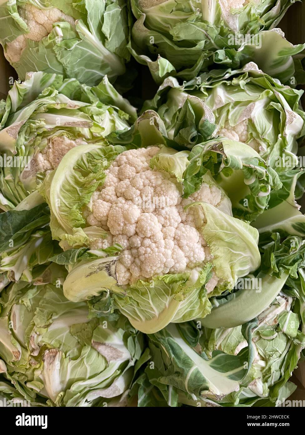 Cauliflower also known as Brassica Stock Photo Alamy