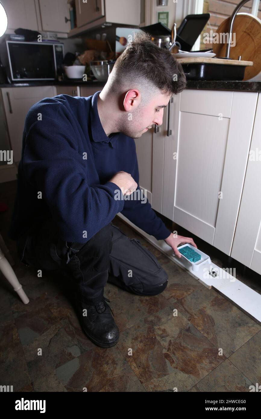 Pest control expert lays rodent poison under  kitchen units. Stock Photo