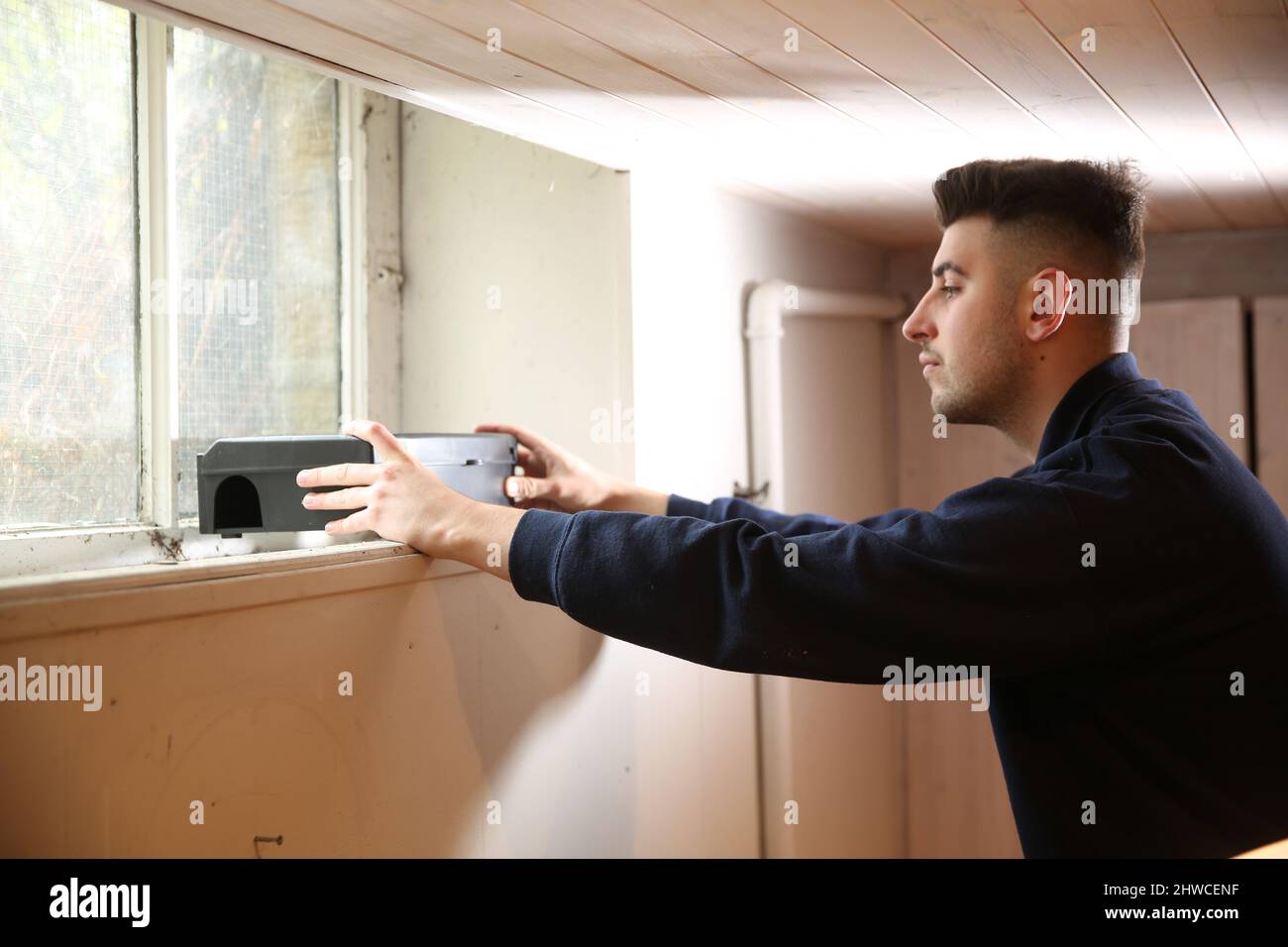 Pest control expert lays a rodent trap on a cellar window sill. Stock Photo