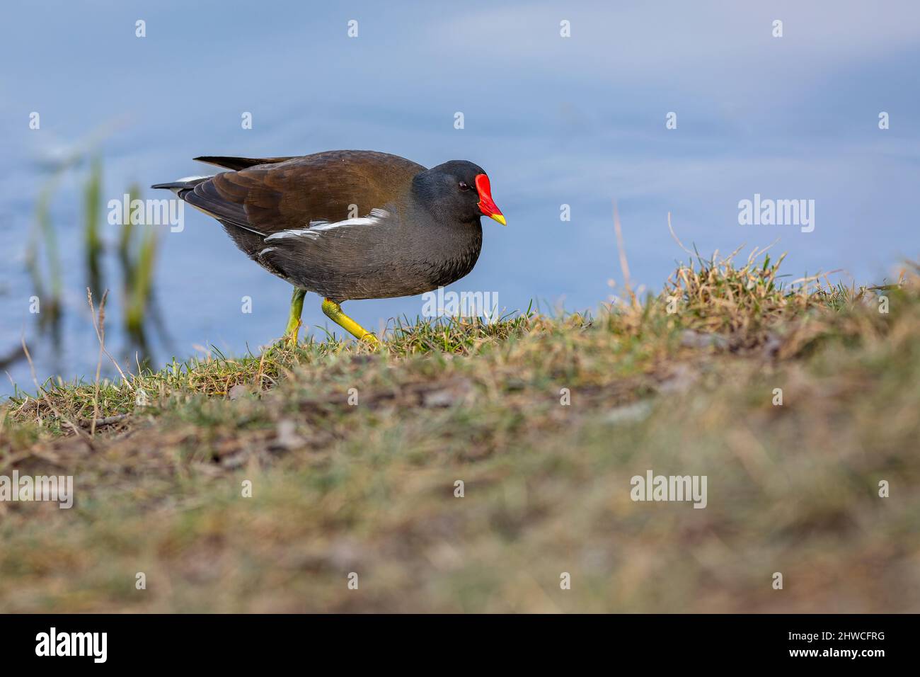The common moorhen, a black and brown bird with a red and yellow beak and green legs, foraging on dry grass. Blue water in the background. Sunny sprin Stock Photo