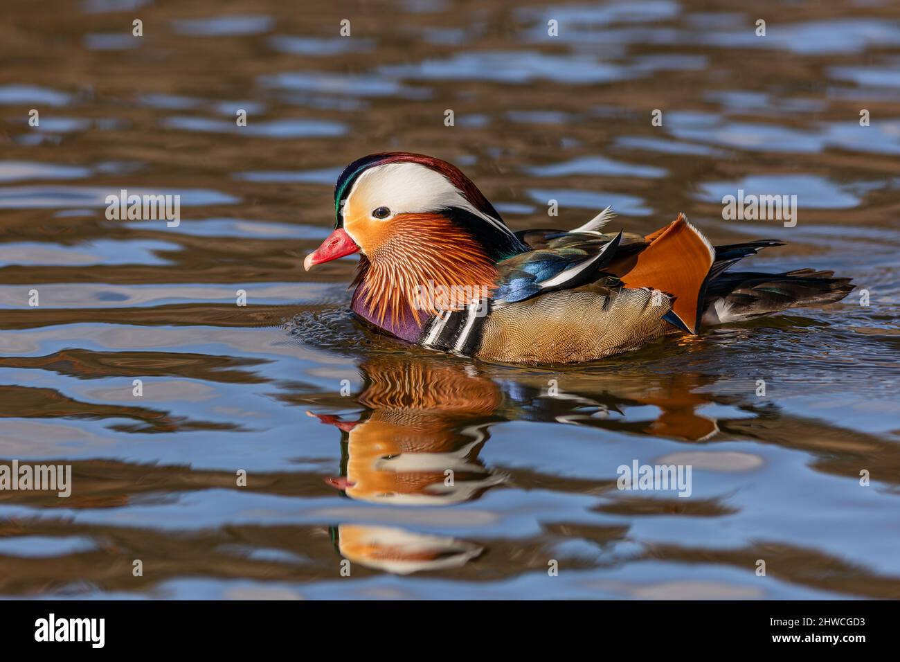 Close up portrait of a colorful male mandarin duck swimming in a river ...