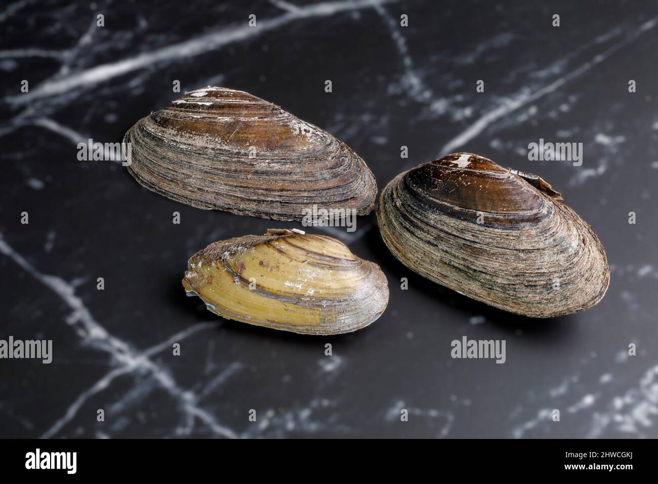 Freshwater mussels on a marble slab Stock Photo