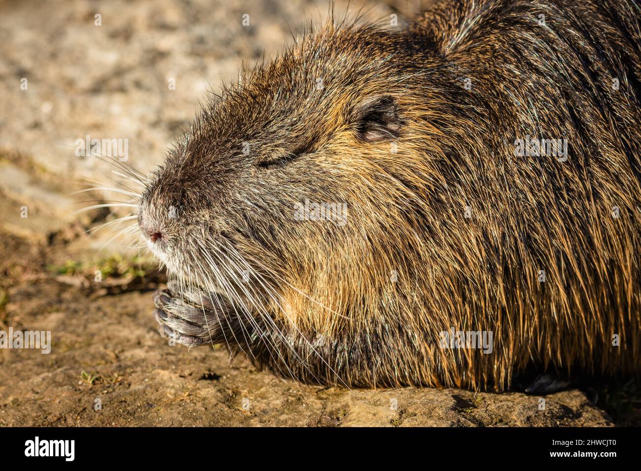 Close up image of a brown coypu on muddy ground with its eyes closed and paws put together holding food looking funny as if praying. Sunny day. Stock Photo