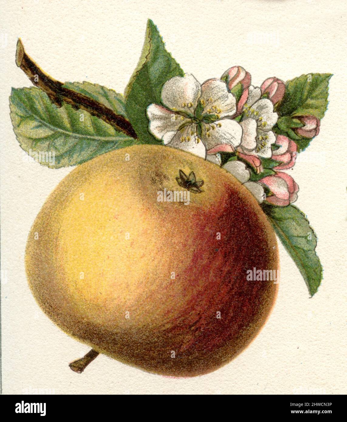 Malus domestica,  (botany book, ca. 1900), Apfel, Garten- Stock Photo