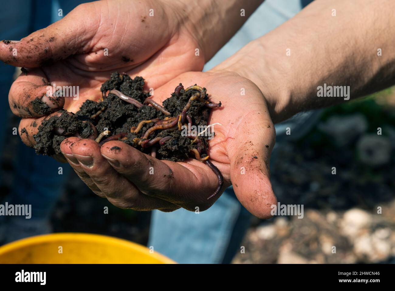 Hands holding worms with soil. A farmer showing group of earthworms in his hands. Production of vermicompost from household food waste. High quality photo Stock Photo
