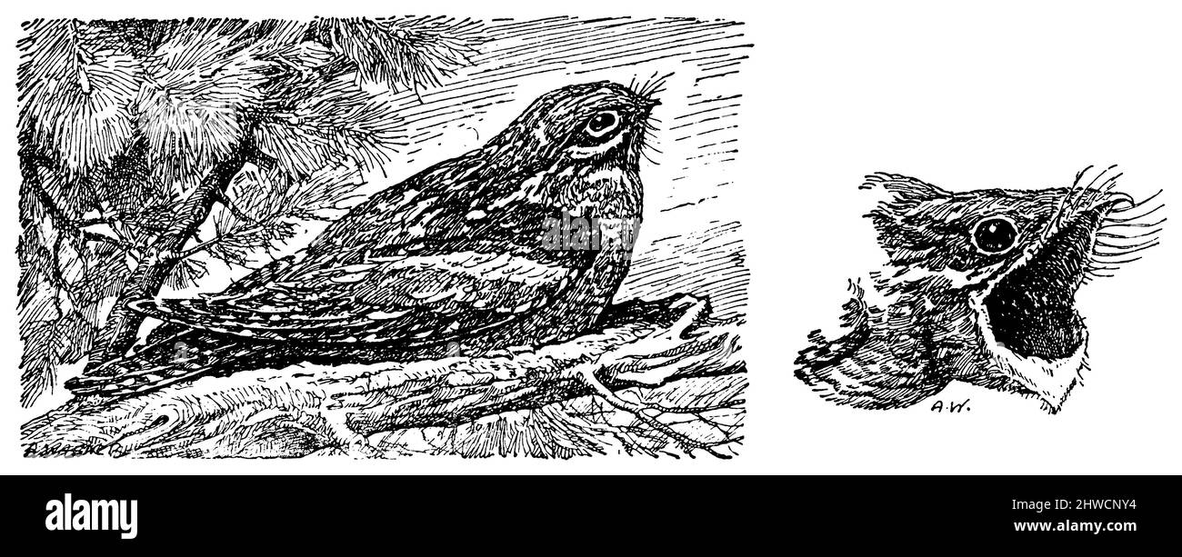 Nightjar, left resting, right head with open beak, Caprimulgus europaeus, A. Wagner (zoology book, 1928), Ziegenmelker, Nachtschwalbe, links ruhend, rechts Kopf mit geöffnetem Schnabel, Engoulevent d’Europeà gauche, au repos, à droite, tête avec bec ouvert Stock Photo