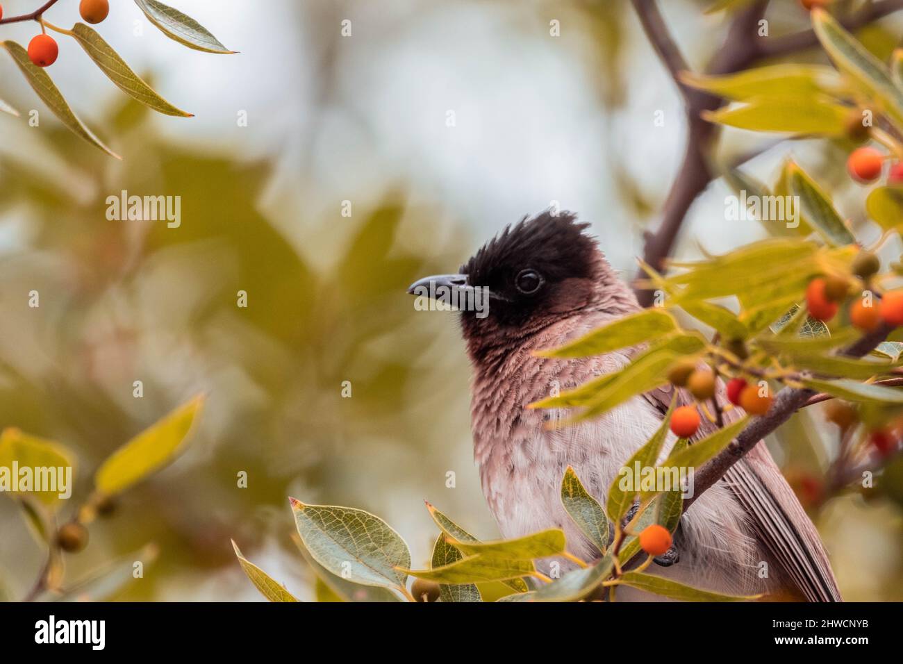 Bird eating fruit from tree hires stock photography and images Alamy