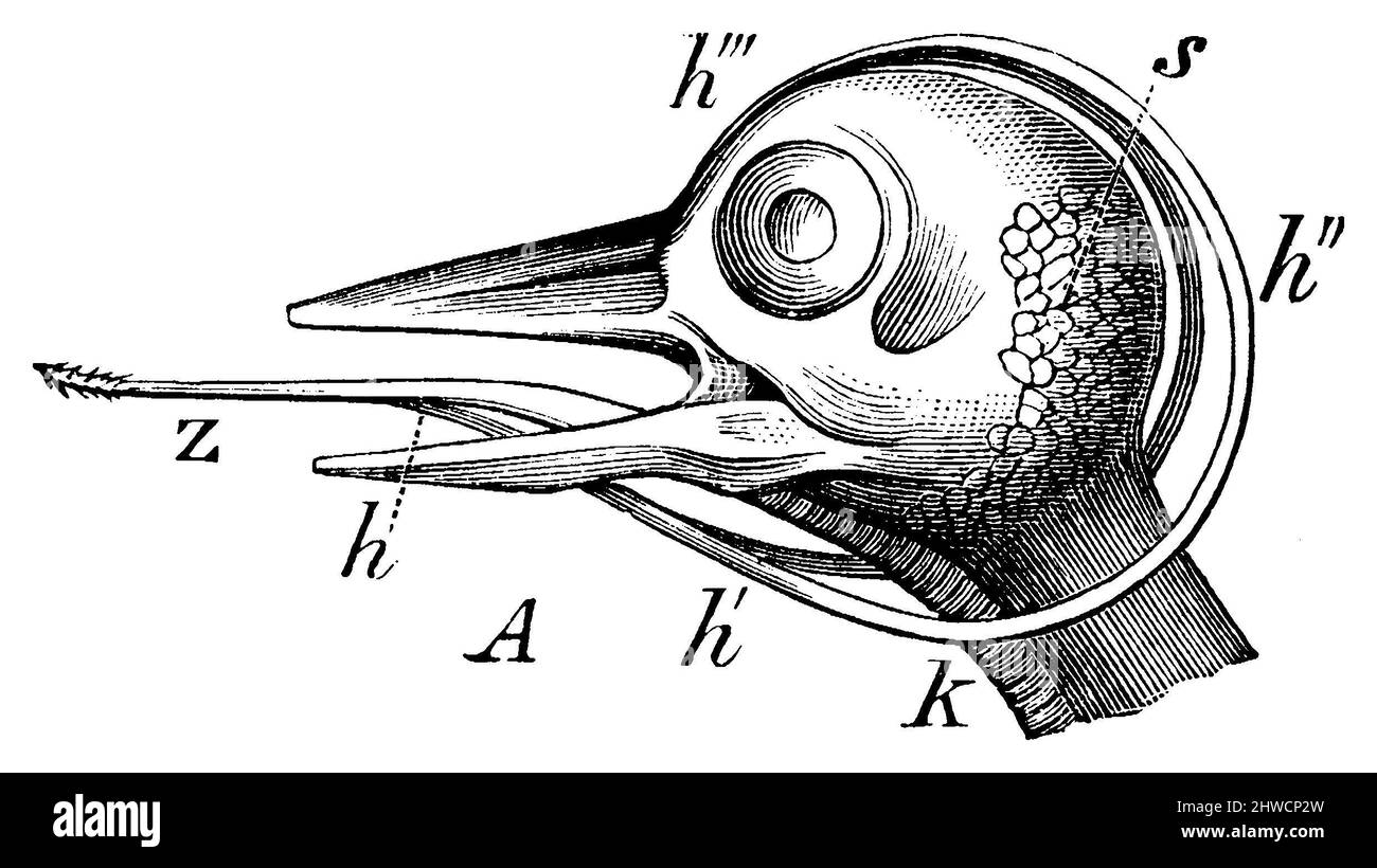 Great spotted woodpecker: Mechanism of the tongue (2), which is protruded by the spring force of the hyoid horns (h h' h'' h''') stretched by special muscles, k trachea, s salivary gland, Dendrocopos major, anonym (zoology book, 1894), Großer Buntspecht, Buntspecht: Mechanismus der Zunge (2), welche durch die Federkraft der von besonderen Muskeln gespannten Zungenbeinhörner (h h' h'' h''') hervorgeschnellt wird, k Luftröhre, s Speicheldrüse, Pic épeiche: mécanisme de la langue (2), qui s'éjecte sous l'effet de la force élastique des cornes de l'os hyoïde (h h' h'' h''') tendues par des muscles Stock Photo