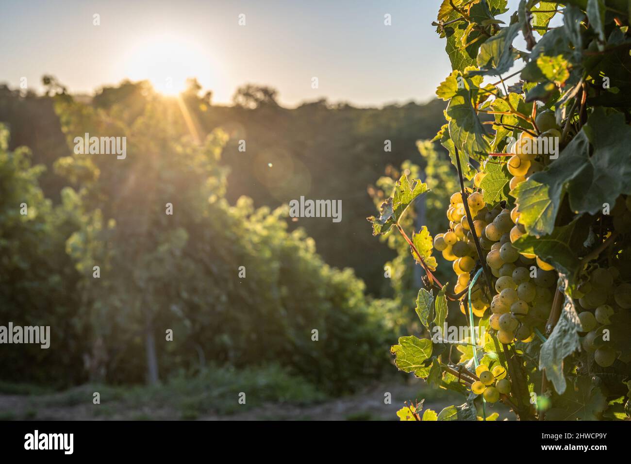 white Wine grapes fall sunset ready for harvest Region Moselle River