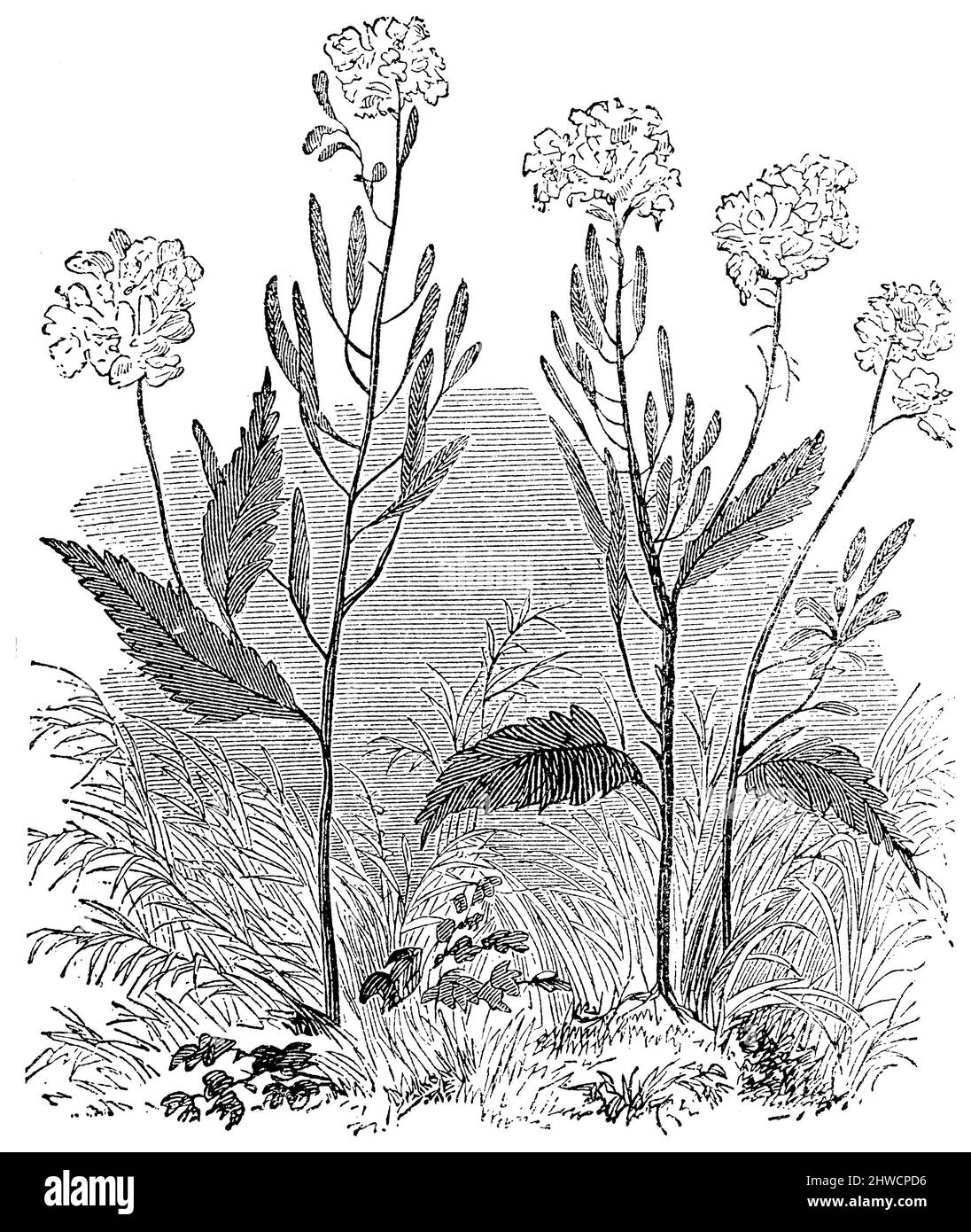black mustard , Brassica nigra,  (religion history book, 1885), Schwarzer Senf , Moutarde noire Stock Photo