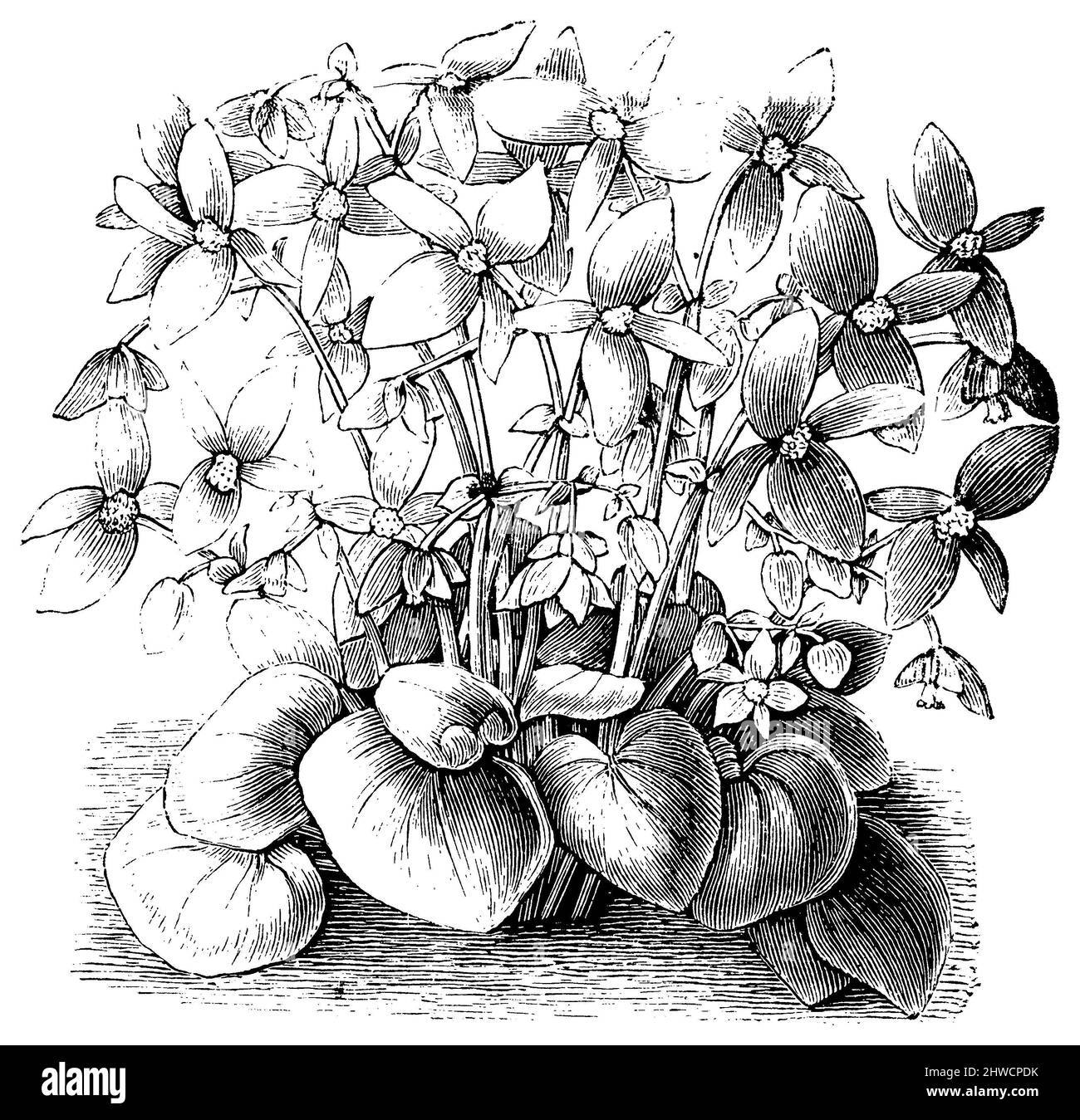 Begonia davisii, Begonia davisii,  (encyclopedia, 1893), Begonia davisii, Begonia davisii Stock Photo