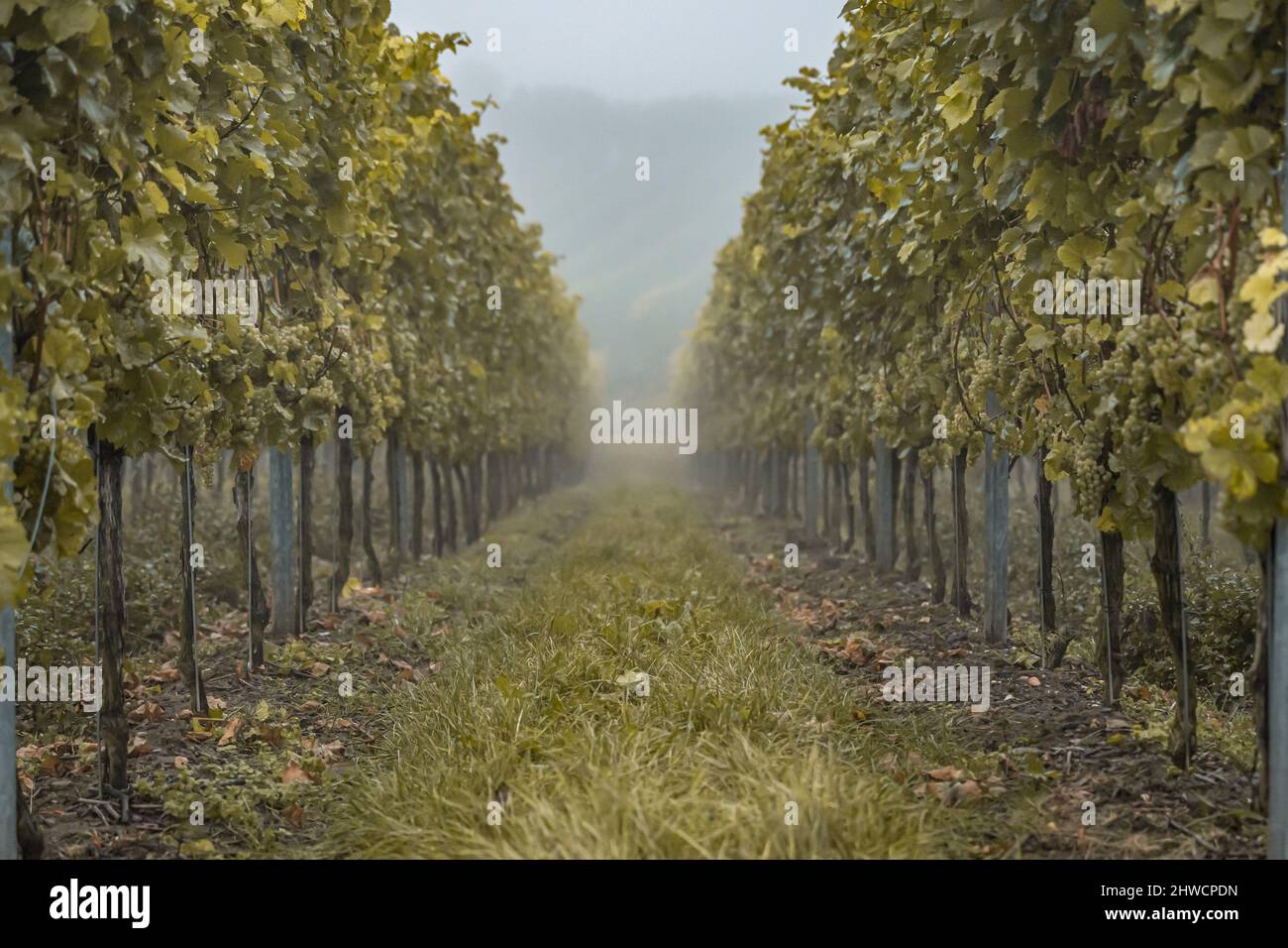 white Wine grapes fall morning mist ready for harvest Region Moselle River Winningen Germany. Stock Photo