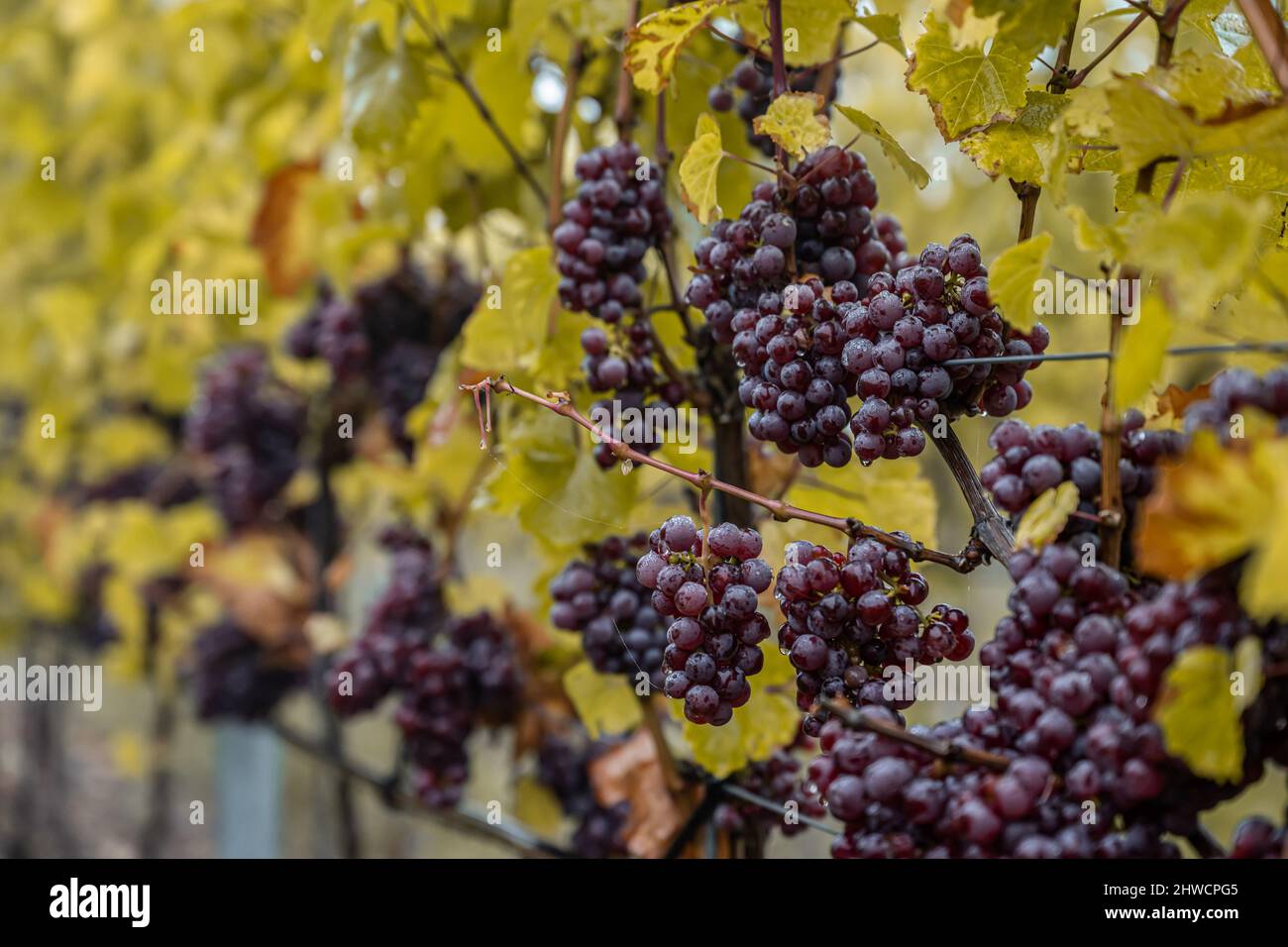 Red Wine grapes ready for harvest Region Moselle River Winningen Germany Stock Photo Alamy