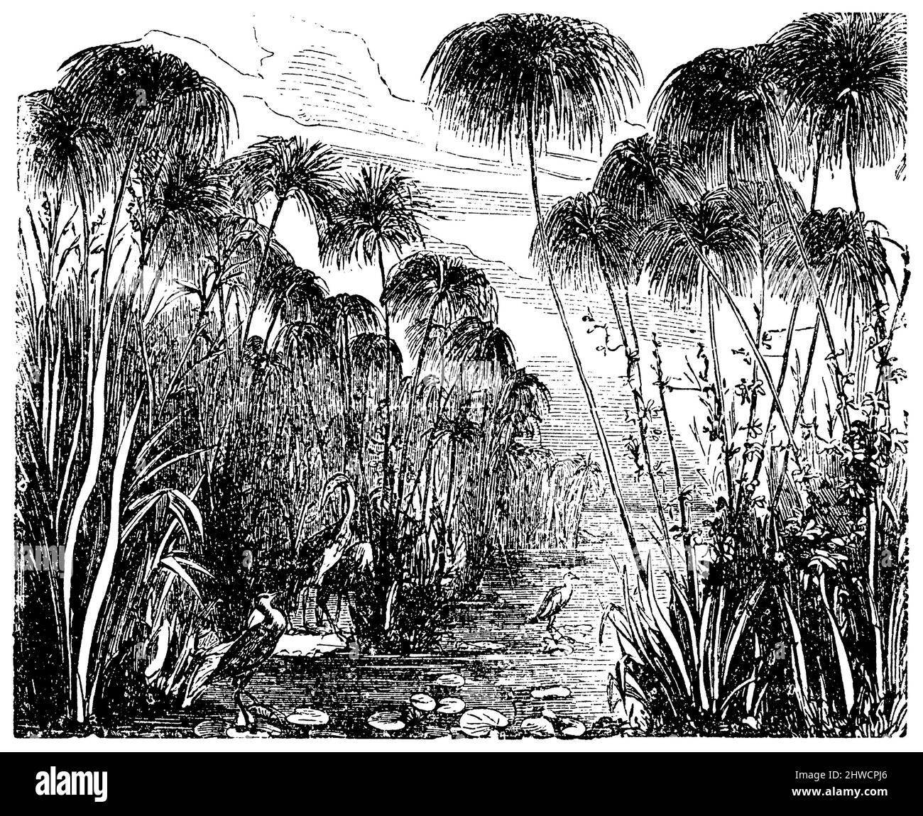 papyrus sedgePapyrus Swamp in the Interior of Africa, Cyperus papyrus,  (botany book, ca. 1900), PapyrusPapyrussumpf im Inneren von Afrika, papyrusMarais de papyrus à l'intérieur de l'Afrique Stock Photo