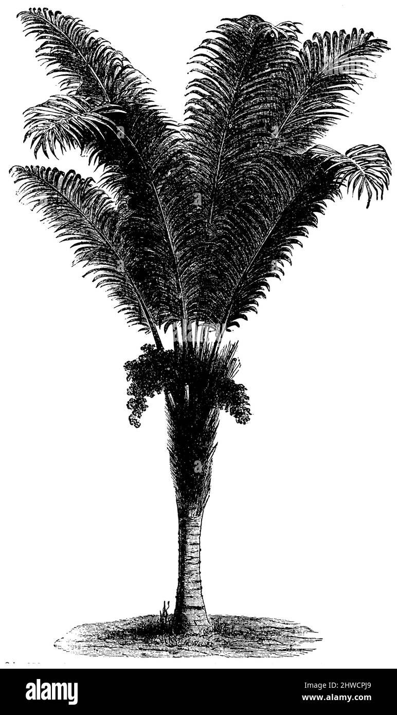 West African piassava palm, Raphia vinifera,  (botany book, ca. 1900), Weinpalme, Raphia vinifera Stock Photo