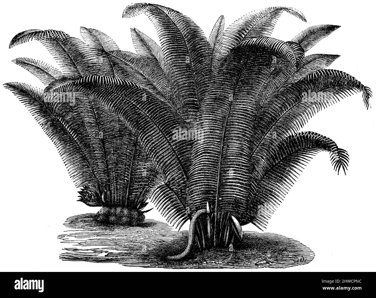 Ivory palm à droite en fleur, à gauche en fruit, Phytelephas macrocarpa,  (botany book, ca. 1900), Elfenbeinpalme rechts blühend, links fruchtend, palmier à ivoire à gros fruits à droite en fleur, à gauche en fruit Stock Photo