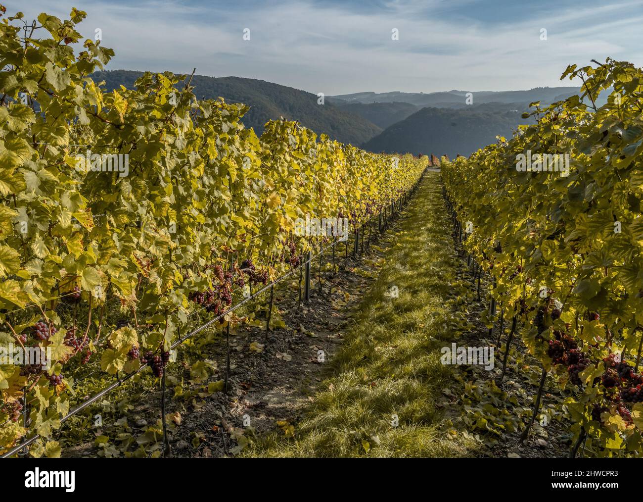 Red Wine grapes ready for harvest Region Moselle River Winningen