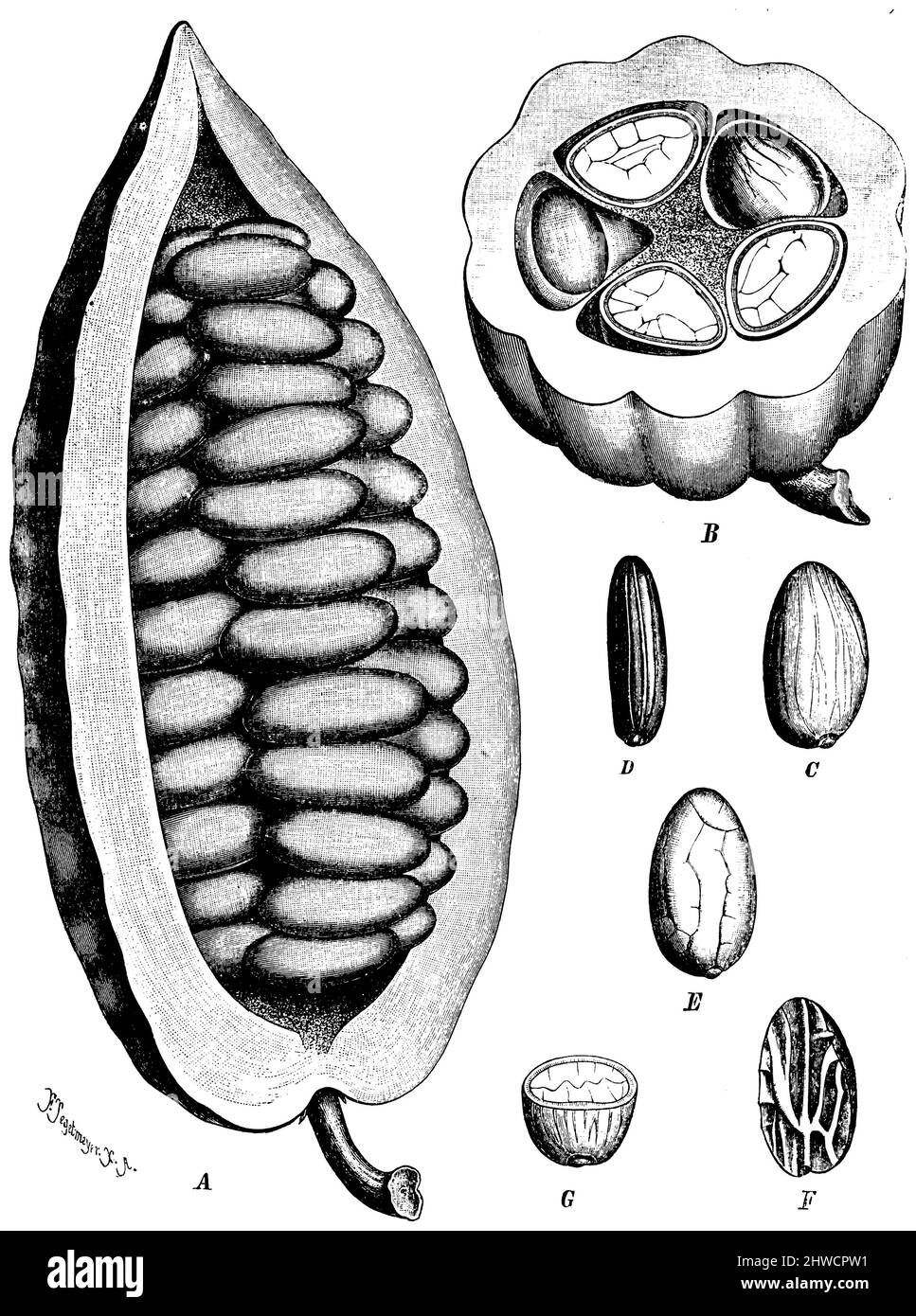 Cacao tree A, B Coupé dans le sens de la longueur et en coupe transversale. C-G Semence (fèves de cacao), Theobroma cacao, Tegetmeyer, Ferdinand (1844-1912) (Holzstecher) (botany book, ca. 1900), Kakao A, B längsangeschnitten und im Querschnitt. C-G Same (Kakaobohnen), Cacaoyer A, B Coupé dans le sens de la longueur et en coupe transversale. C-G Semence (fèves de cacao) Stock Photo