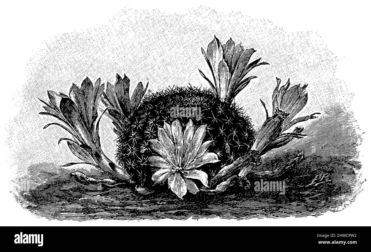 Rebutia minuscula , Rebutia minuscula,  (botany book, ca. 1900), Rebutia minuscula , Rebutia minuscula Stock Photo