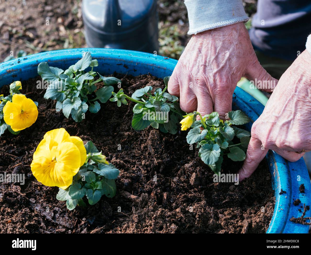 Woman planting yellow garden pansies (Viola × wittrockiana) in a blue pot. Stock Photo