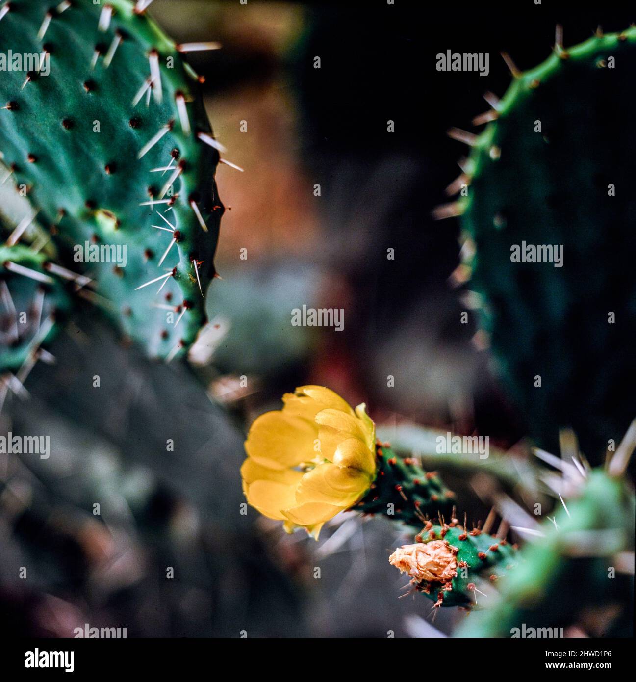 Prickly Pear paddle and flower in close up, natural plant portrait Stock Photo