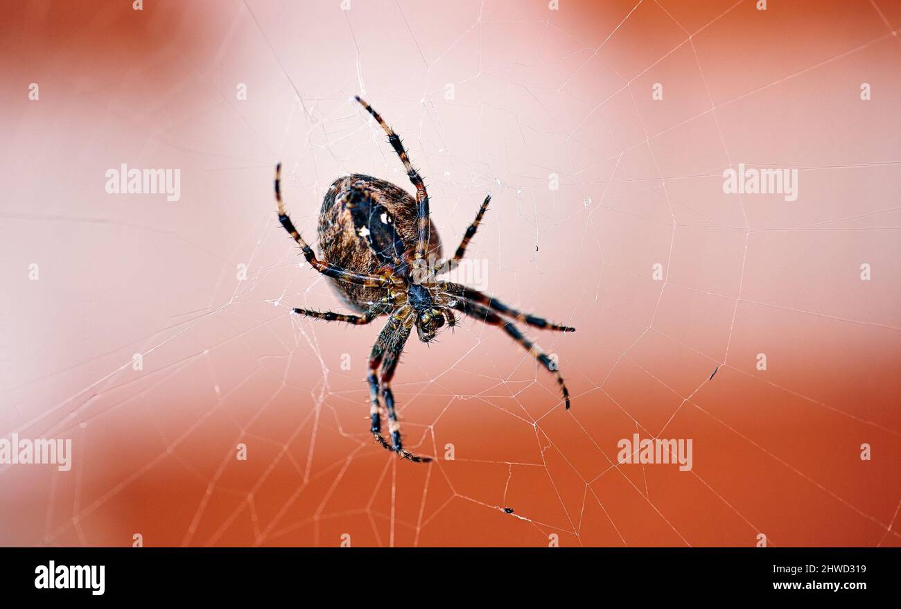 The Walnut Orb-weaver Spider. The Walnut Orb-weaver Spider (Nuctenea umbratica) is a spider of the Araneidae family. Stock Photo