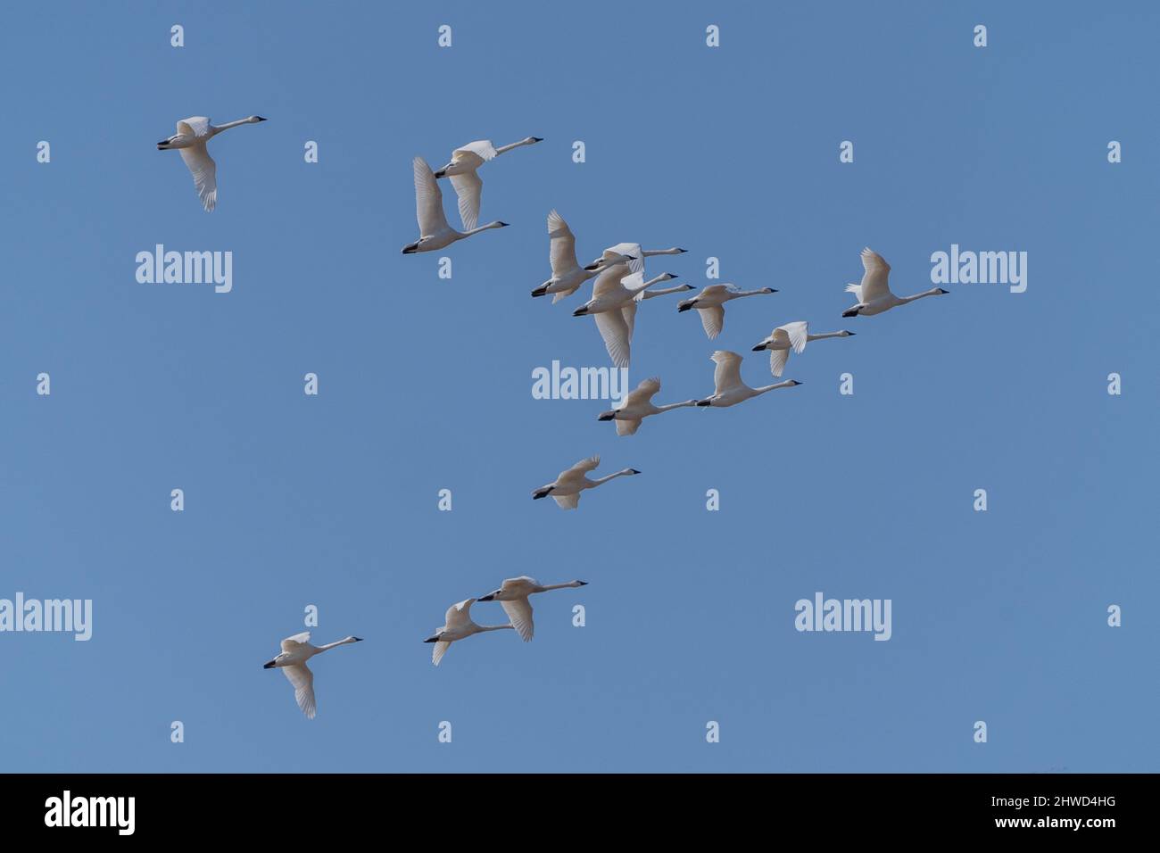 Tundra Swans (cygnus columbianus) fly in formation against a blue-sky background, Lancaster County, Pennsylvania Stock Photo