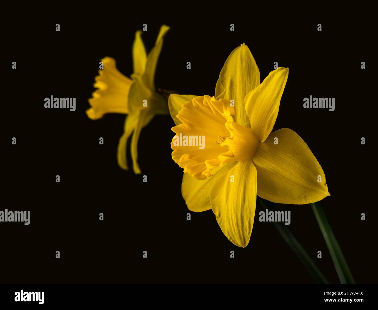 Daffodil flower reflected in mirror on dark but not black background. Stock Photo