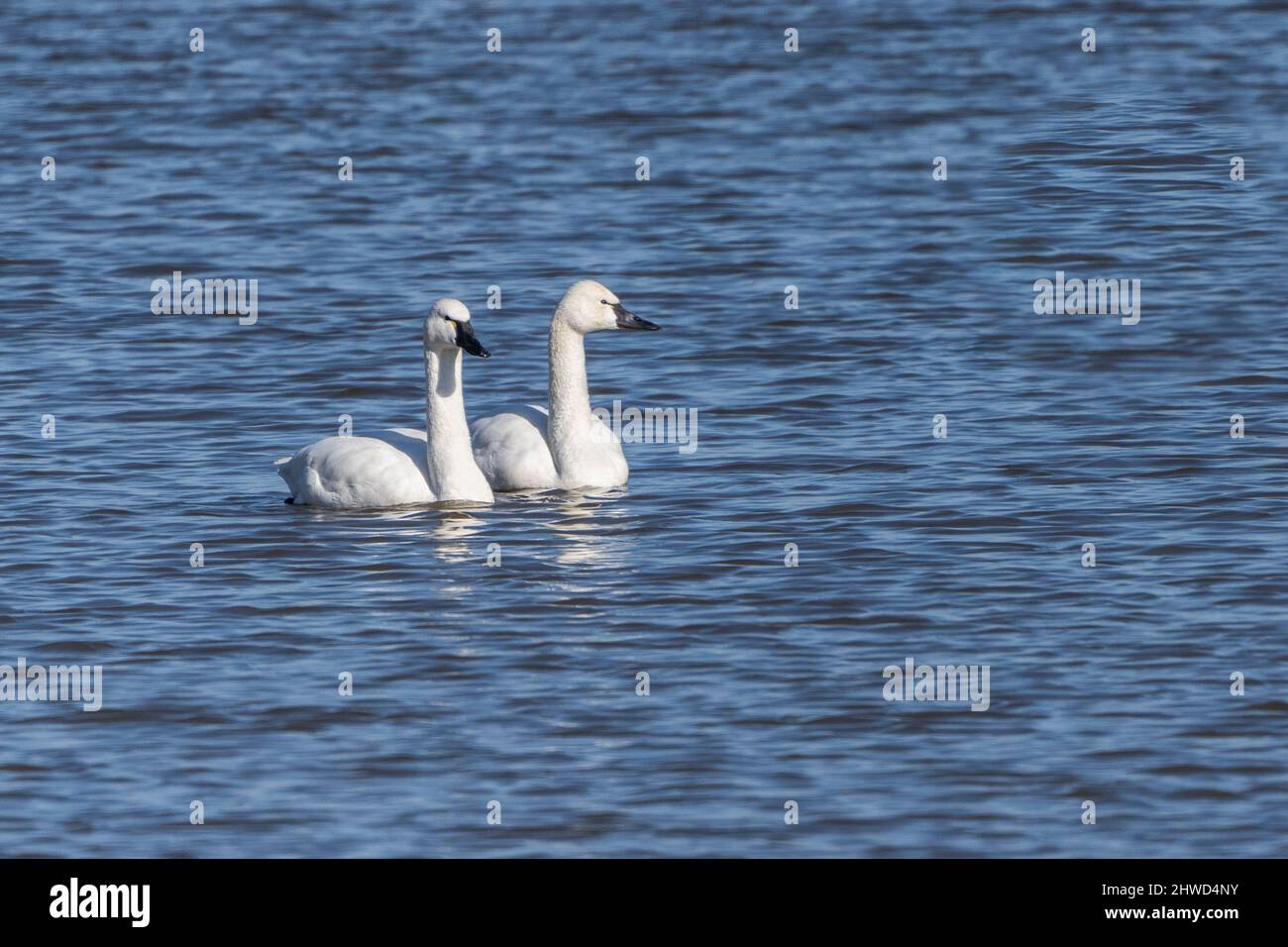Pair of Tundra Swans (cygnus columbianus) stop in Lancaster County, Pennsylvania lake while on spring migration north. Stock Photo