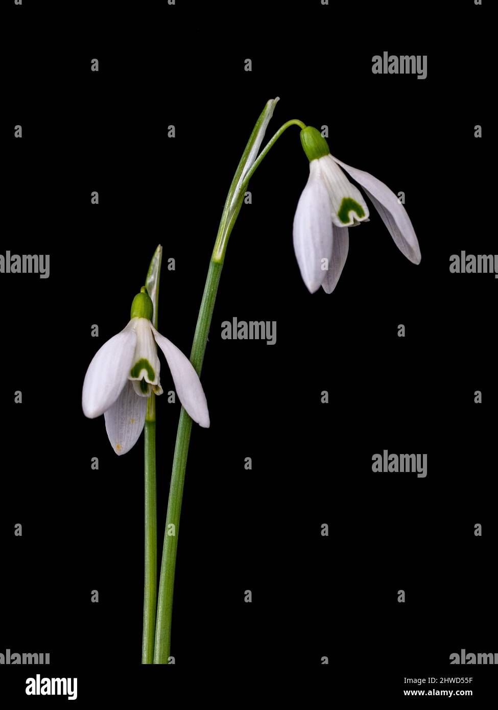 Two snowdrop flowers on black background. Stock Photo