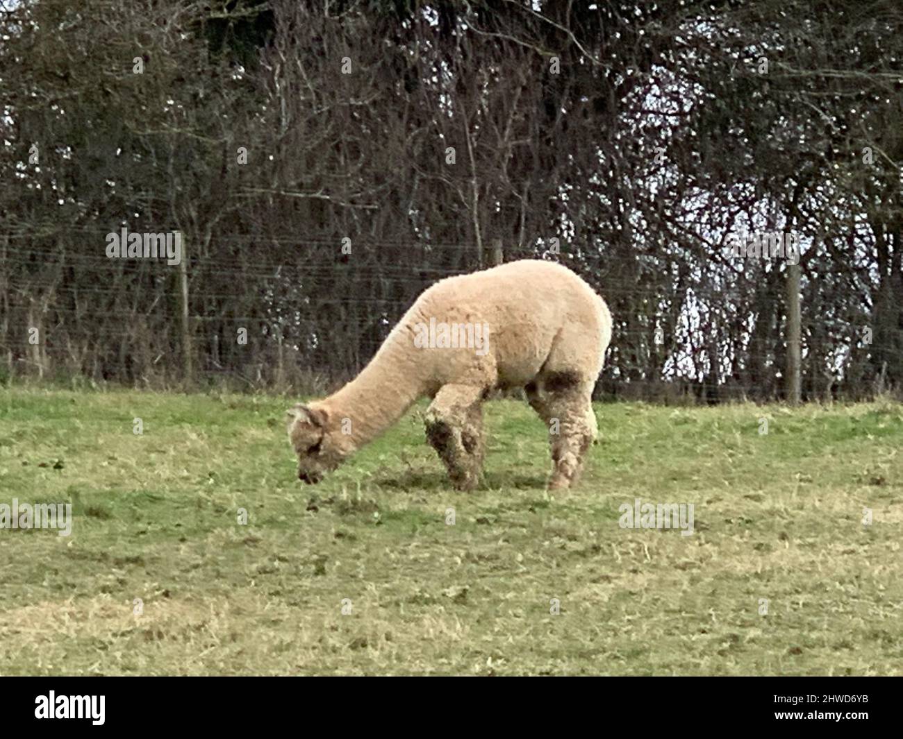 Alpacas at Draycott Water Southern water Warwickshire field animal grass trees eating grazing