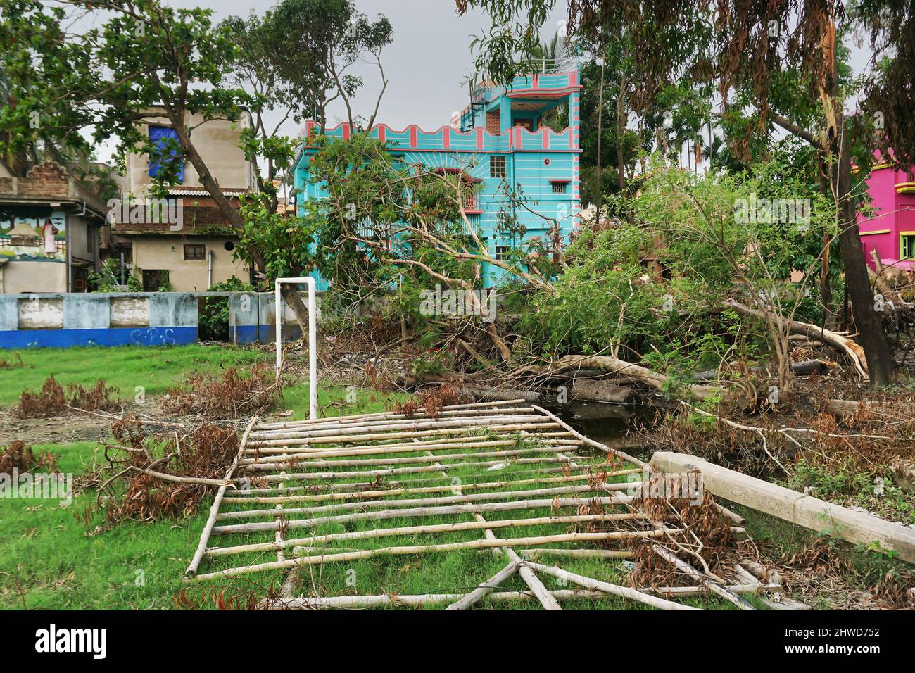 Howrah, West Bengal, India - 31st May 2020 : Super cyclone Amphan uprooted trees which fell on a field. The devastation has made many trees fall. Stock Photo