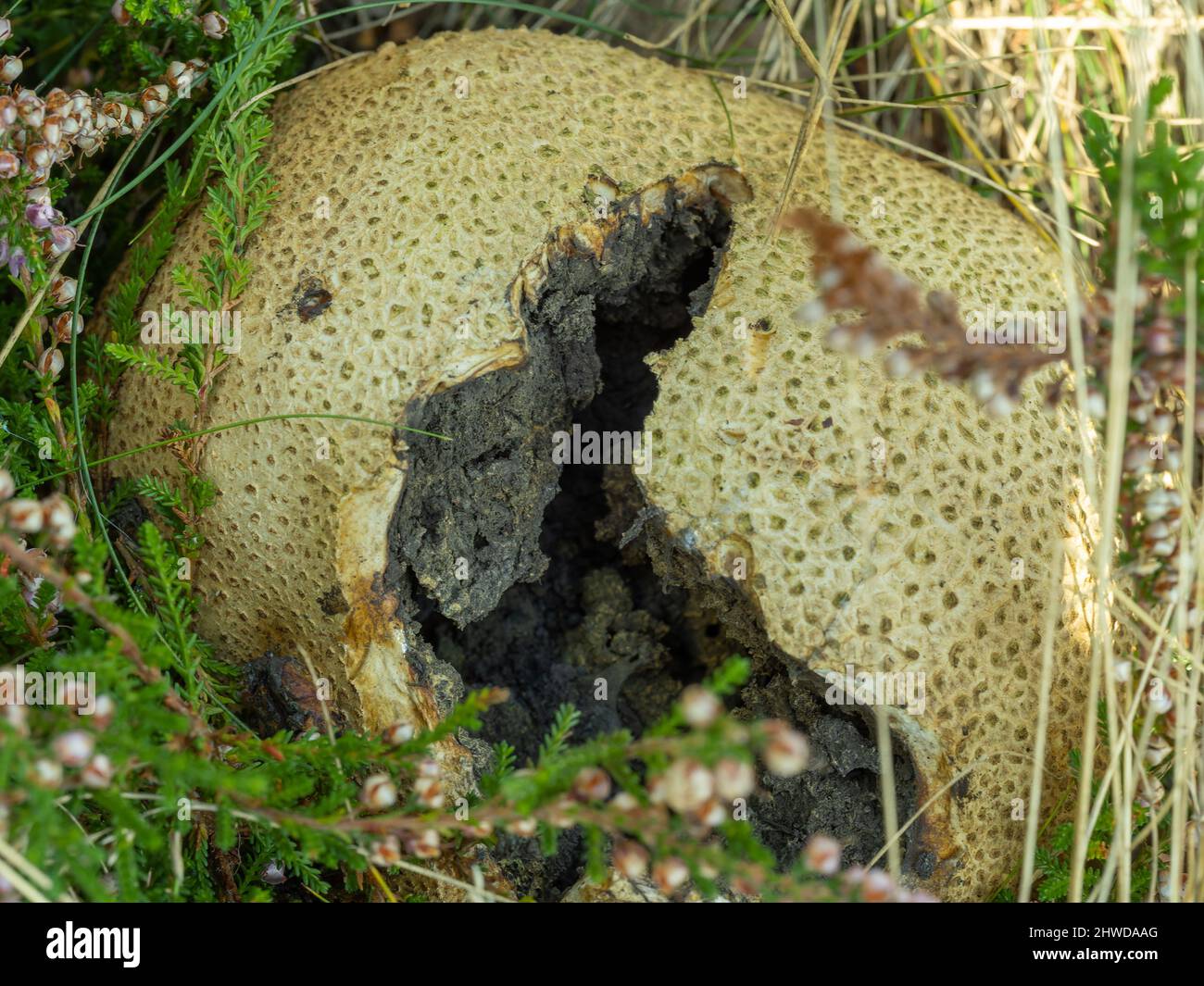 Common earthball in bell heather Stock Photo