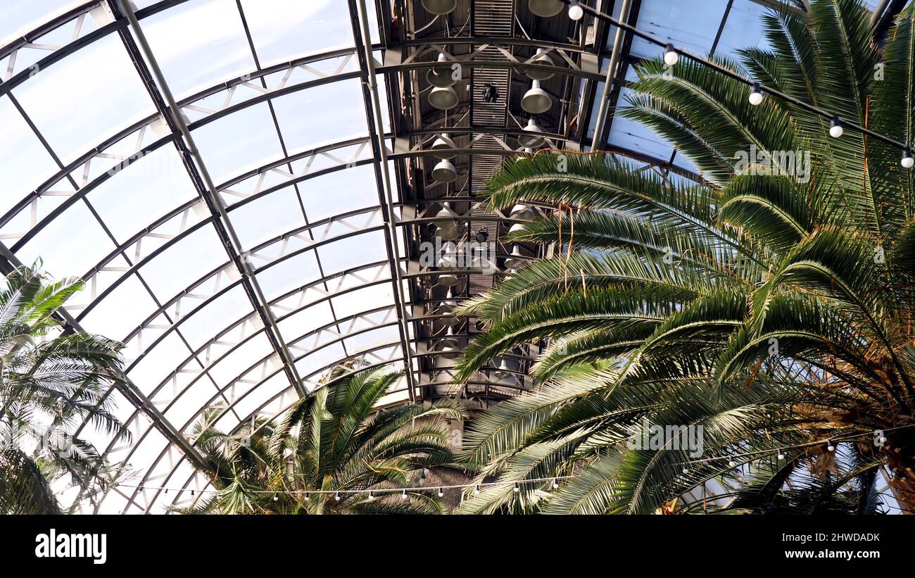 Greenhouse with palm trees. Sun's rays illuminate palm branches resting