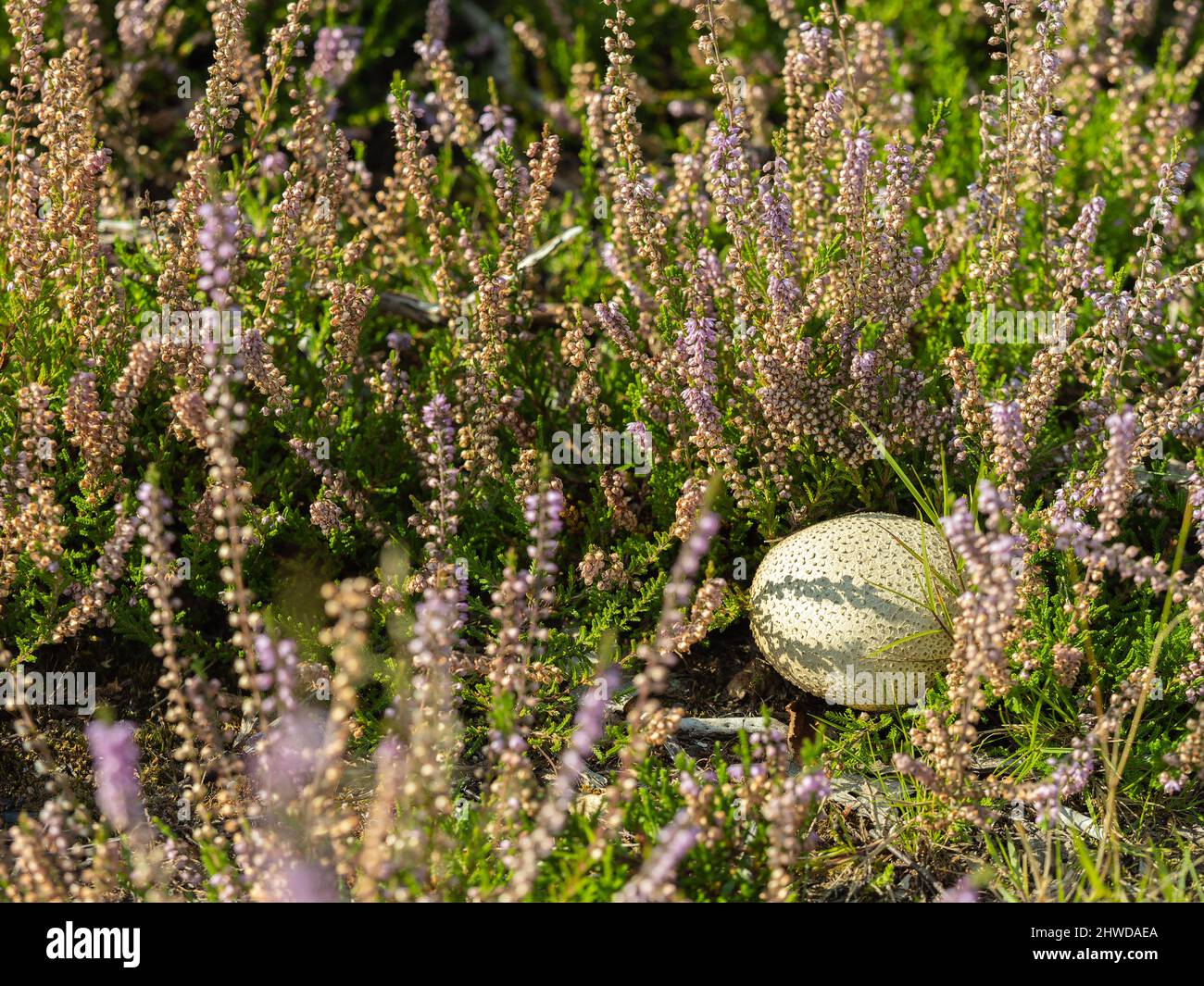 Common earthball in bell heather Stock Photo
