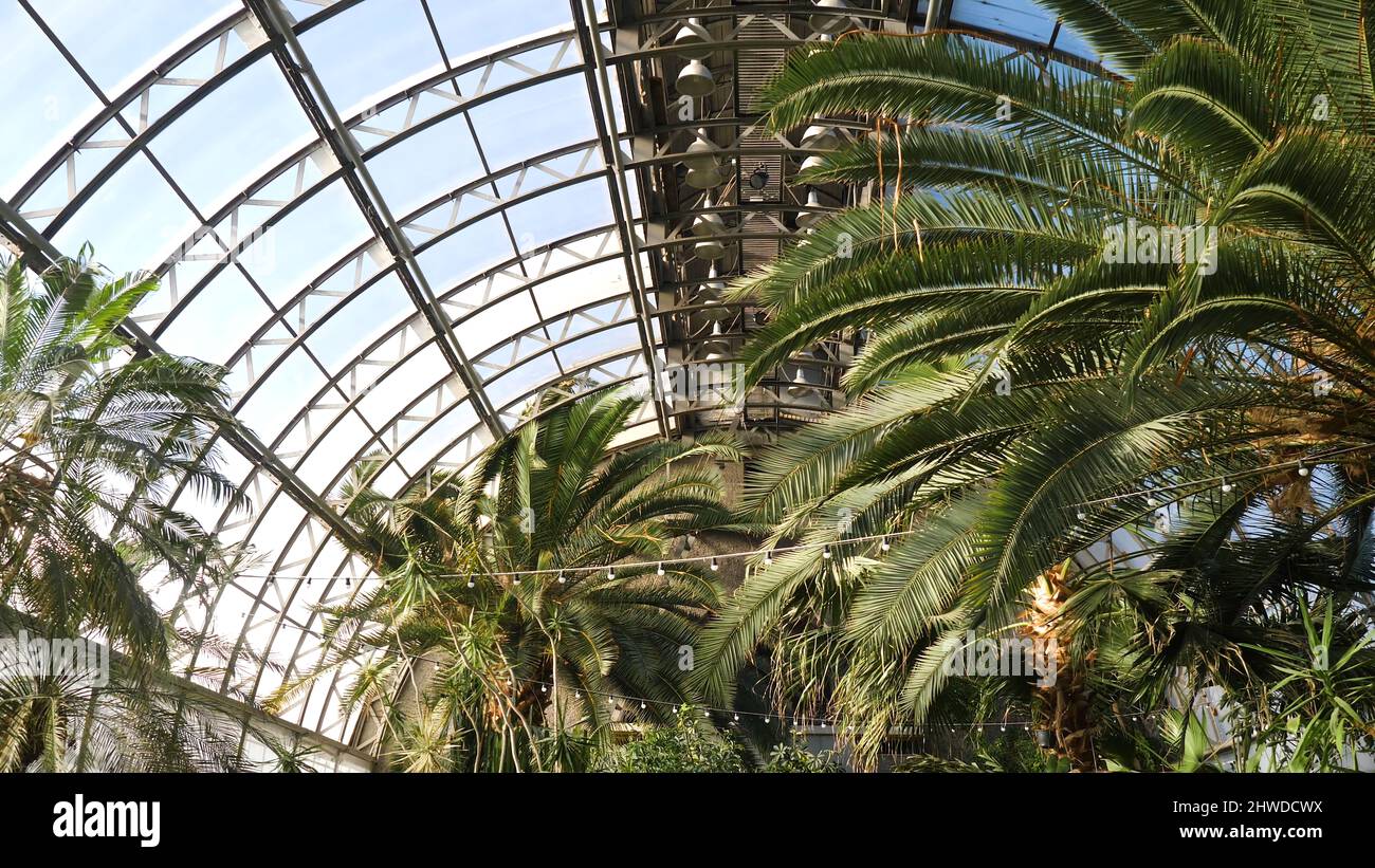 https://c8.alamy.com/comp/2HWDCWX/greenhouse-with-palm-trees-suns-rays-illuminate-palm-branches-resting-on-glass-roof-of-winter-garden-exotic-plants-and-trees-in-greenhouses-2HWDCWX.jpg