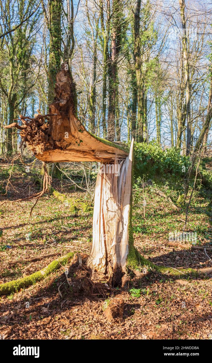 Storm damaged tree with broken trunk, Wales Stock Photo