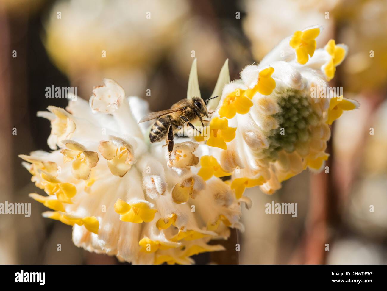 Foraging Honey Bee (Apis mellifera) Stock Photo