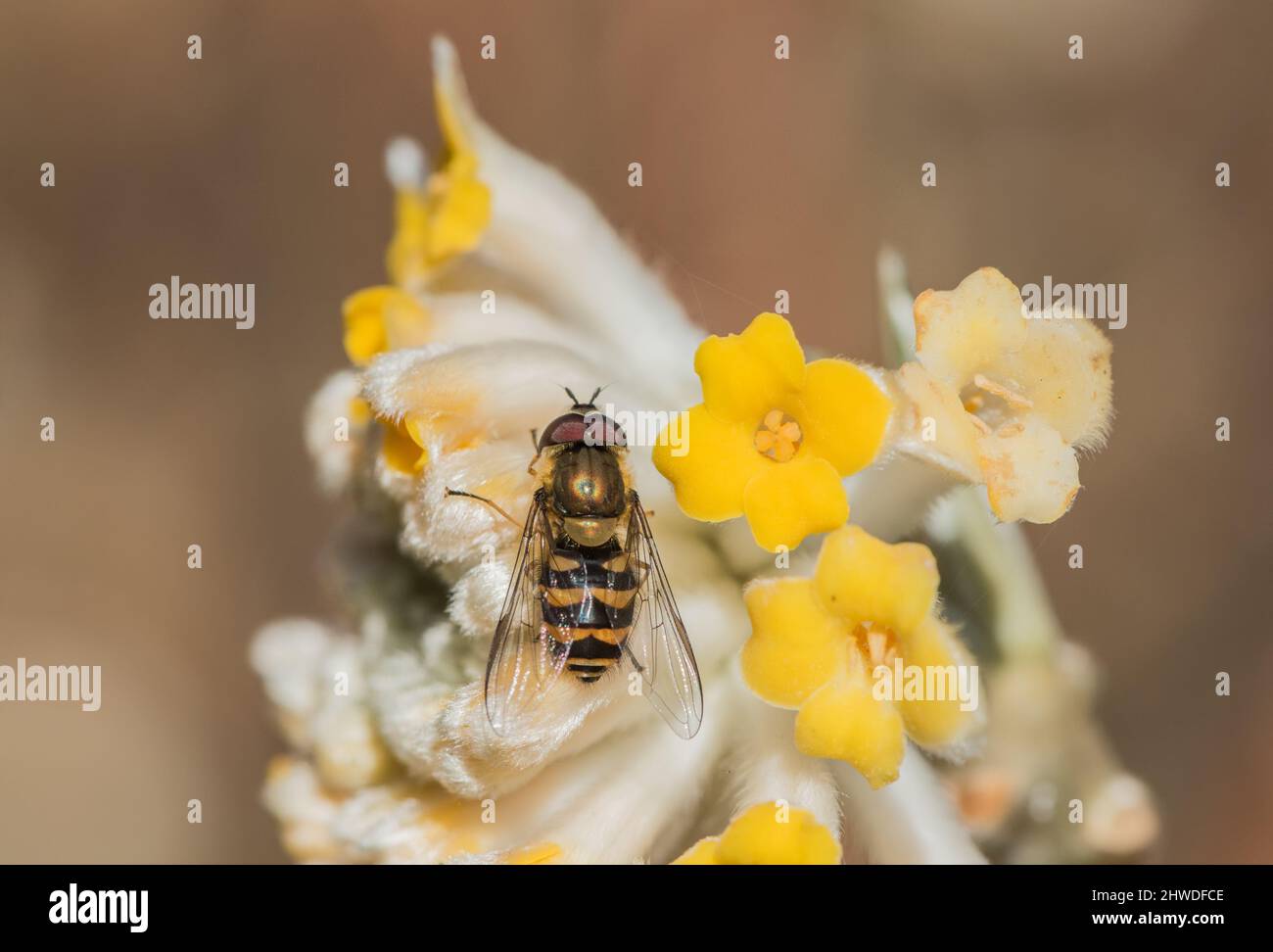 Hoverfly (Syrphus torvus) foraging Stock Photo