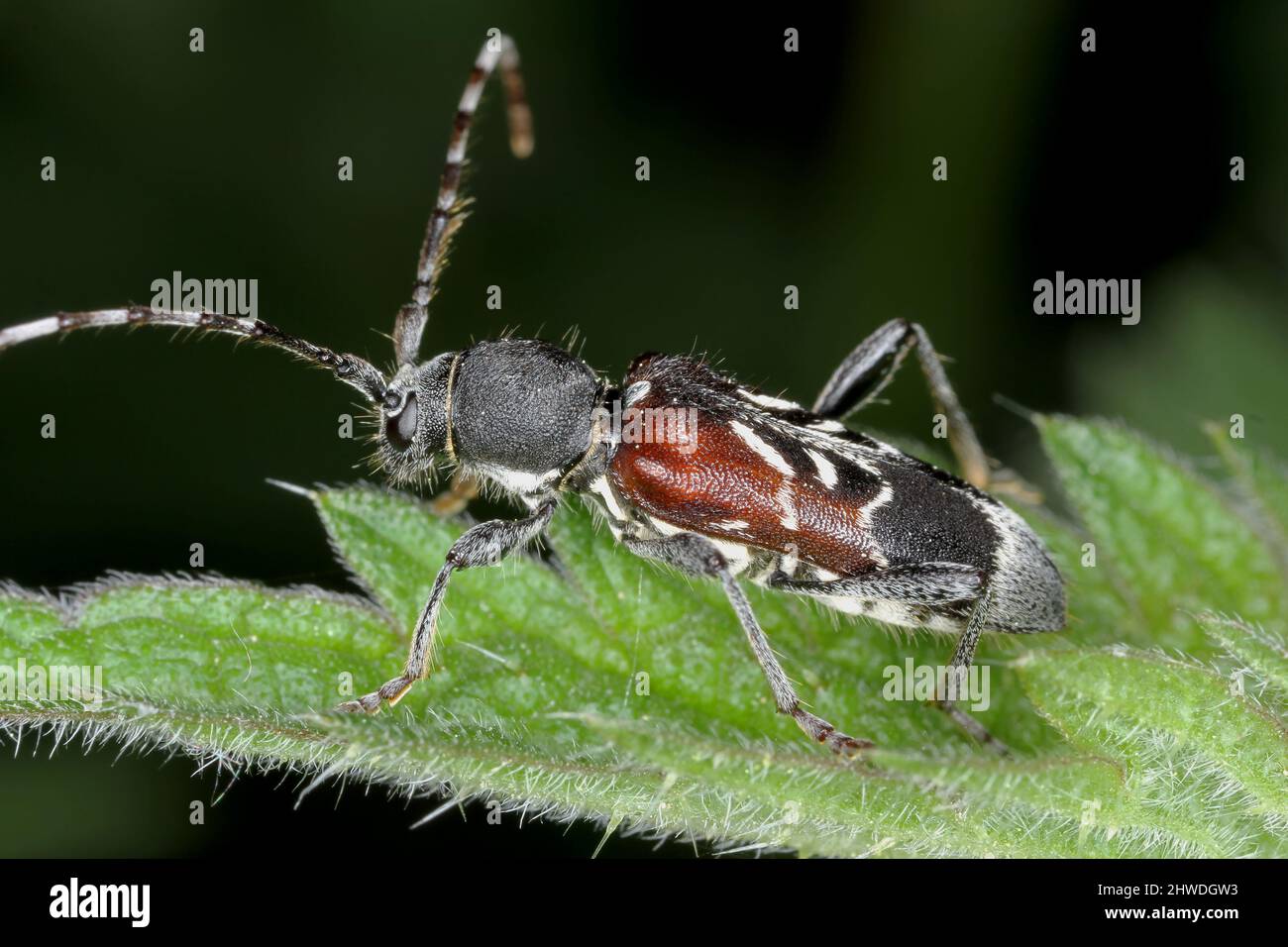 Rufous-shouldered longhorn beetle - Anaglyptus mysticus on leaf. Stock Photo