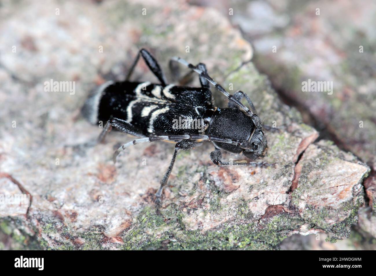Rufous-shouldered longhorn beetle (dark form) - Anaglyptus mysticus on wood. Stock Photo