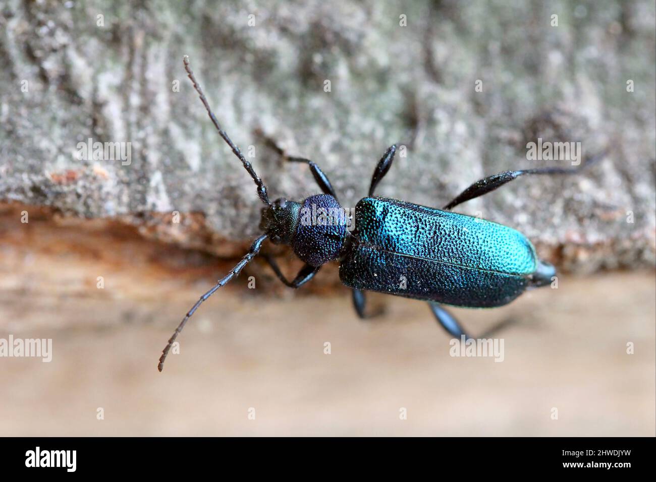 Violet tanbark beetle - Callidium violaceum. Blue and Purple Longhorn