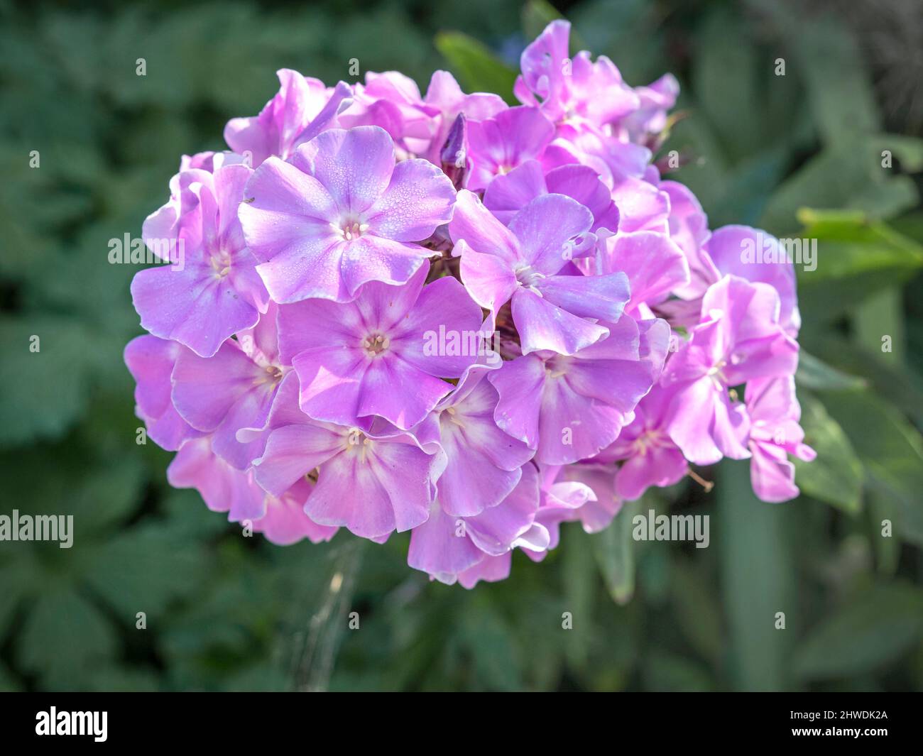 Pretty pink garden phlox flower in full bloom Stock Photo