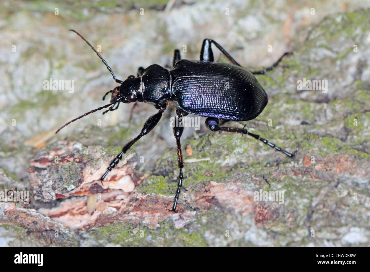 Beetle Calosoma inquisitor on the bark of a tree. It is a predatory beetle that eats pests in forests and parks. Stock Photo