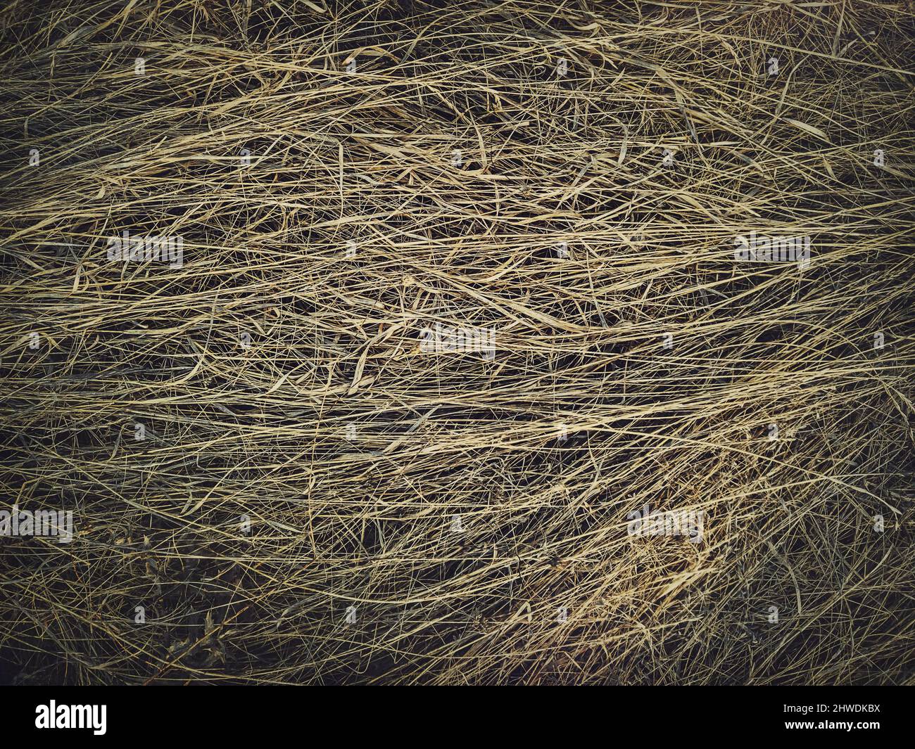 Dry grass texture. Withered wild plants and herb in the field, natural hay background. Parched vegetation Stock Photo