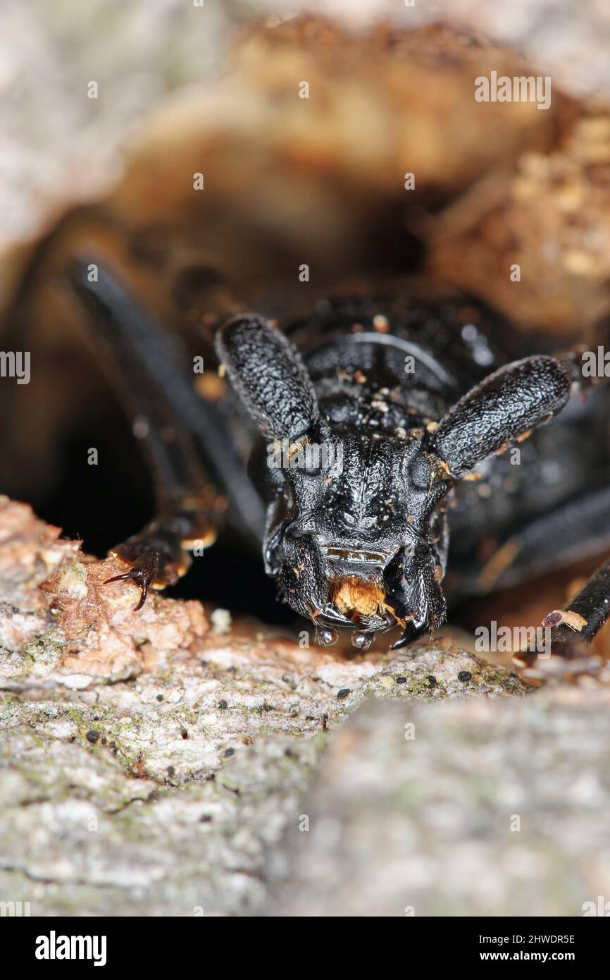 Capricorn Insect Great capricorn beetle (Cerambyx cerdo) on the bark of oak Stock Photo ...