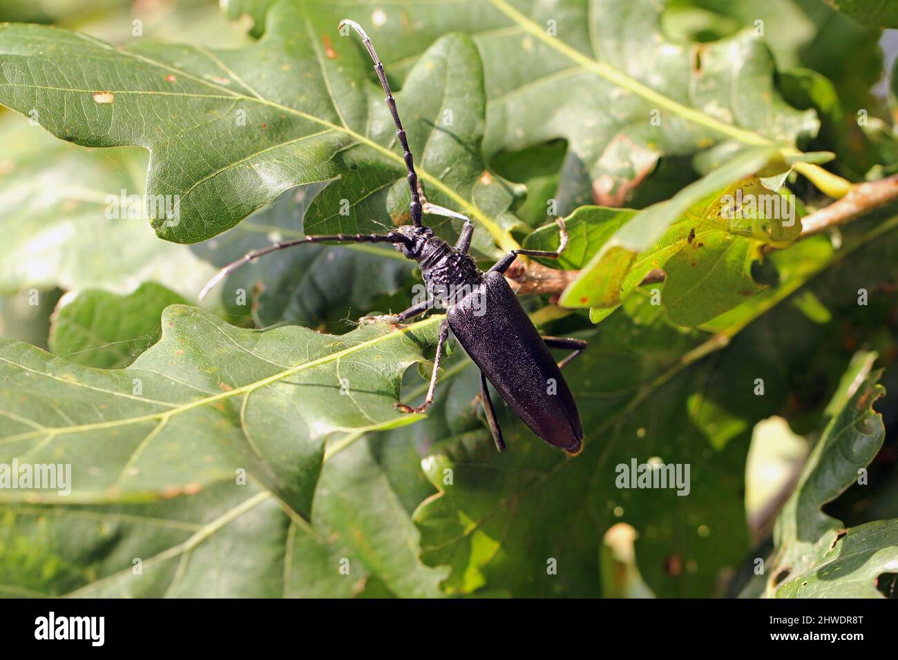 Capricorn Insect Great capricorn beetle (Cerambyx cerdo) on the oak leaves Stock Photo ...